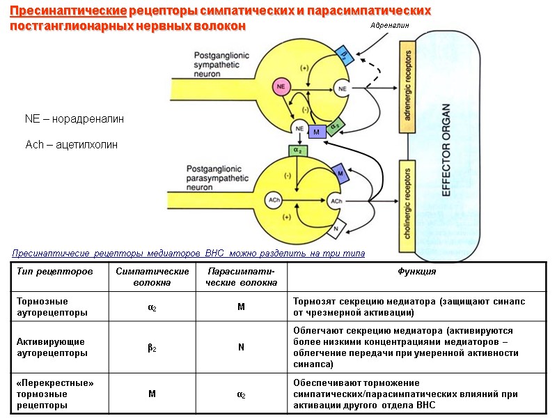 Пресинаптичесие рецепторы медиаторов ВНС  можно разделить на три типа Пресинаптические рецепторы симпатических и
